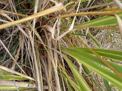 Austroderia toetoe, photograph 6