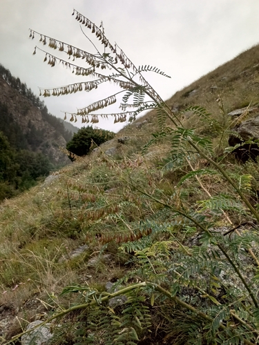 Astragalus galegiformis, photograph 4