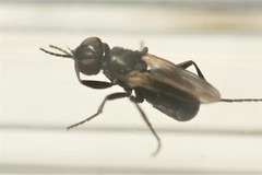 Freraea gagatea
