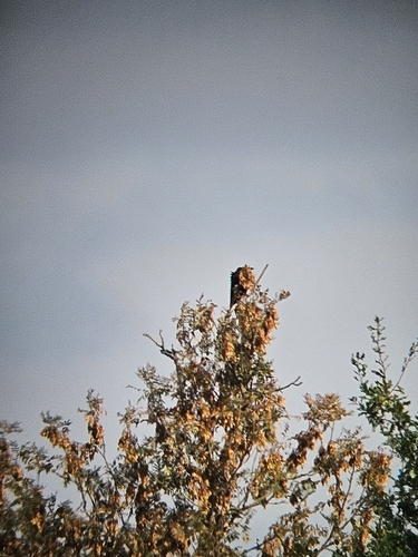 Carrion Crow