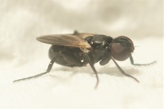 Freraea gagatea