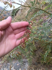 (c) Maria Kohanovskaya, some rights reserved (CC BY) Astragalus galegiformis, photograph (c) Maria Kohanovskaya, some rights reserved (CC BY)