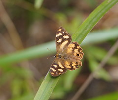 Heteronympha banksii