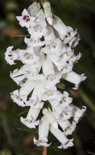 Common Heath