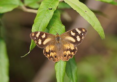 Heteronympha banksii