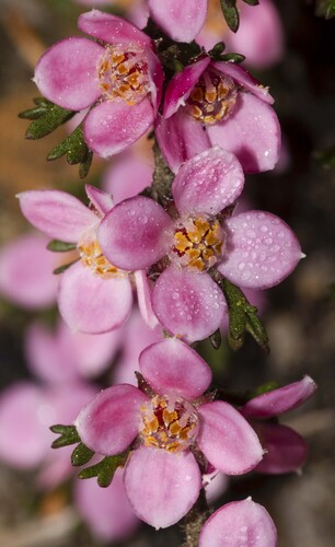 Sticky Boronia