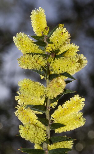 Spike Wattle