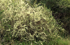 Gymnosporia maranguensis