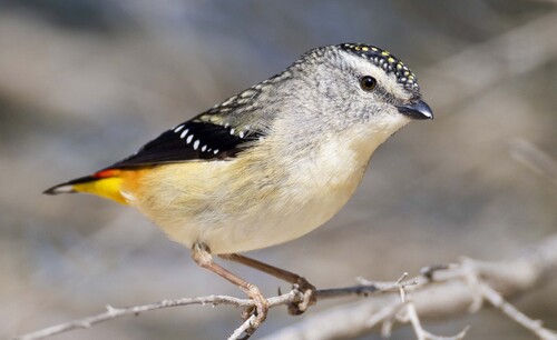 Spotted Pardalote