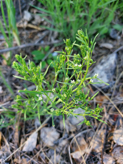 Thesium repens