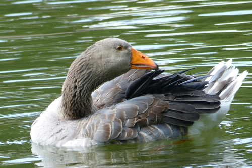 Greylag Goose