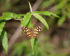Heteronympha banksii
