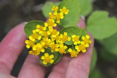 Perityle lindheimeri