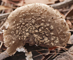 Amanita ananiceps