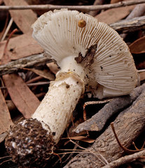 Amanita ananiceps