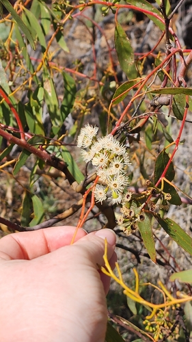 Eucalyptus loxophleba