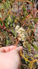 Eucalyptus loxophleba