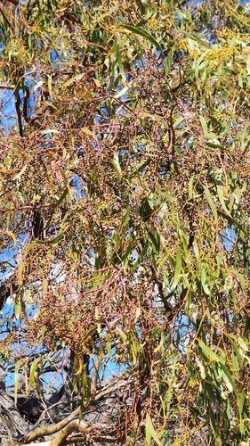 Eucalyptus loxophleba, photograph 2