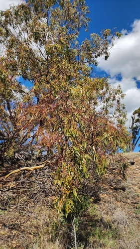 Eucalyptus loxophleba, photograph 3