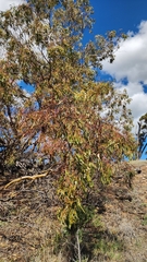 (c) Carmon, some rights reserved (CC BY-SA) Eucalyptus loxophleba, photograph (c) Carmon, some rights reserved (CC BY-SA)