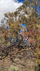 (c) Carmon, some rights reserved (CC BY-SA) Eucalyptus loxophleba, photograph (c) Carmon, some rights reserved (CC BY-SA)