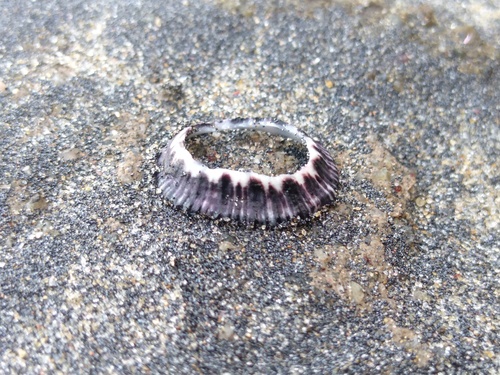 Clypidina notata observed 2026-08-18