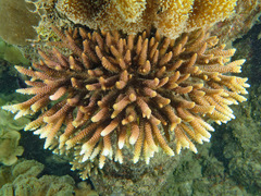 Acropora millepora