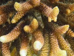 Acropora millepora