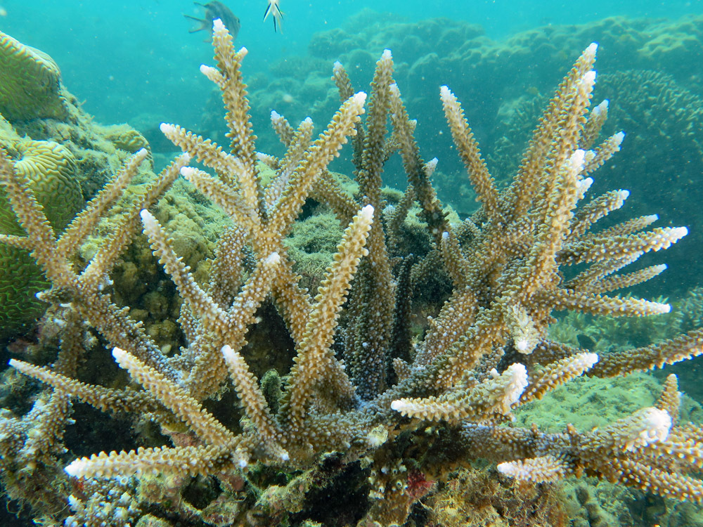 Acropora intermedia