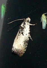 Olethreutes malana
