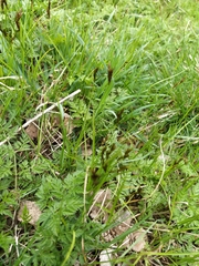 Carex praecox