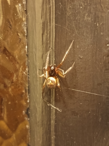Noble False Widow
