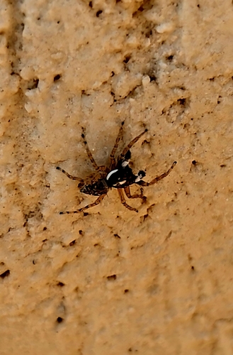 Half-edged Wall Jumping Spider