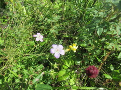 Geranium wlassovianum, photograph author not stated, no rights reserved