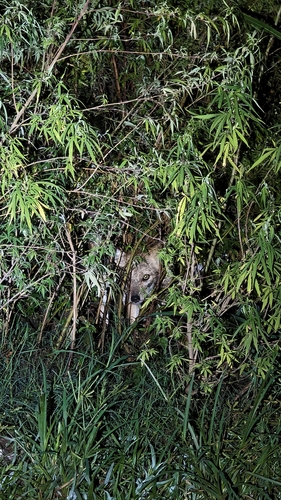 Indian Jackal