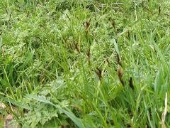 Carex praecox
