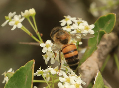 Gymnosporia maranguensis
