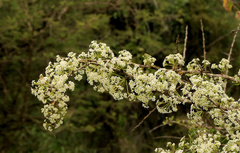 Gymnosporia maranguensis