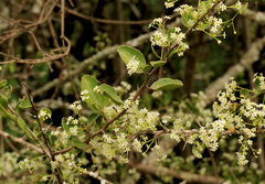 Gymnosporia maranguensis