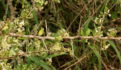 Gymnosporia maranguensis