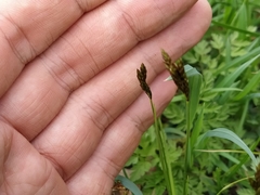 Carex praecox