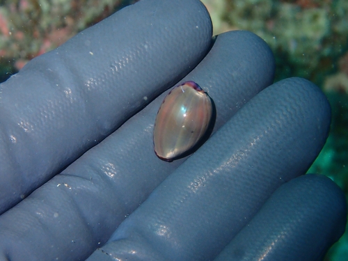 Cypraea poraria observed 2026-08-17