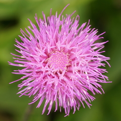 Cirsium japonicum, photograph author not stated, no rights reserved