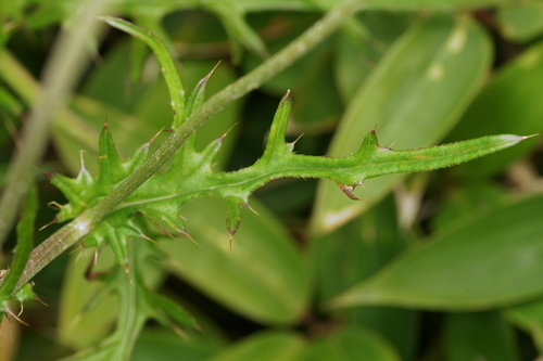 Cirsium japonicum, photograph 5