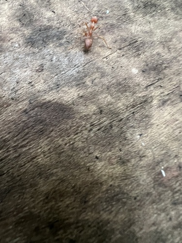 Asian Weaver Ant