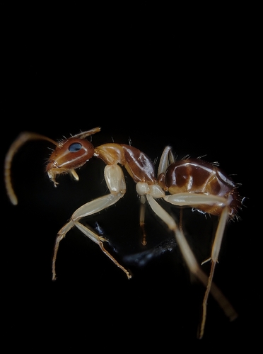 Camponotus jaliensisCamponotus jaliensis