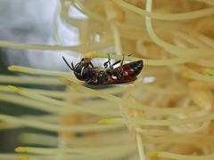 Hylaeus littleri