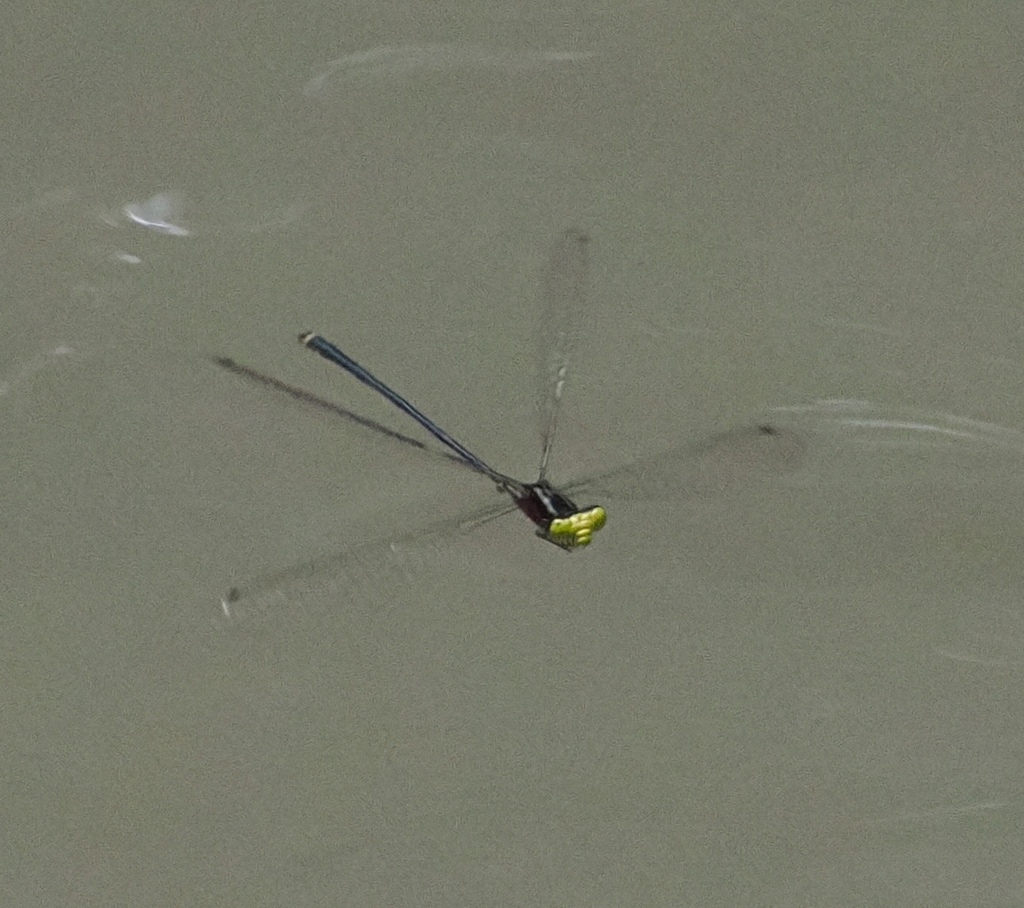 Pseudagrion crocops (Pseudagrion crocops)