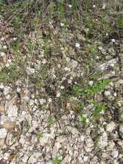 Chaetopappa bellidifolia