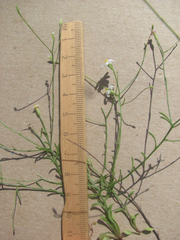 Chaetopappa bellidifolia